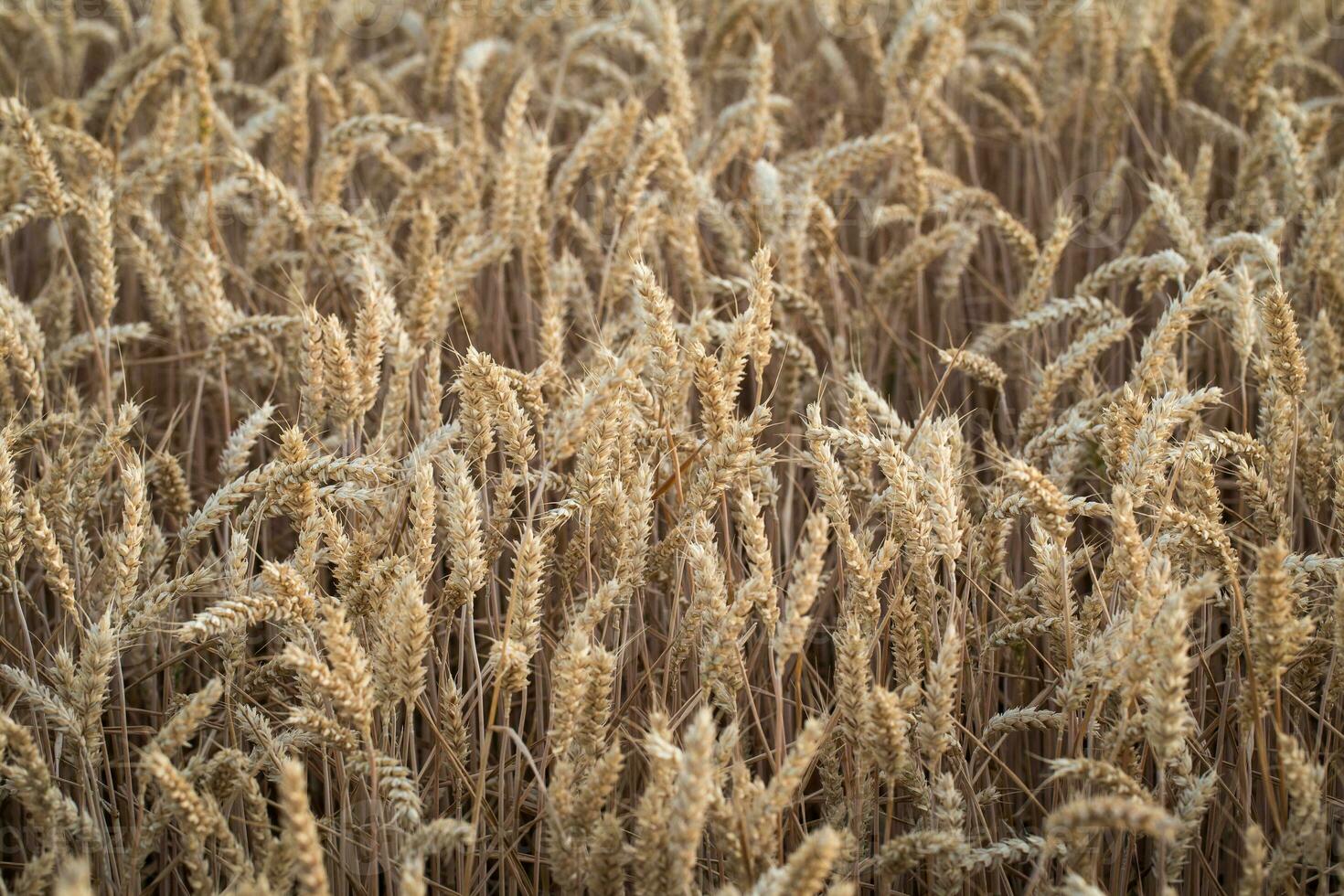 spighe dorate di grano sul campo foto