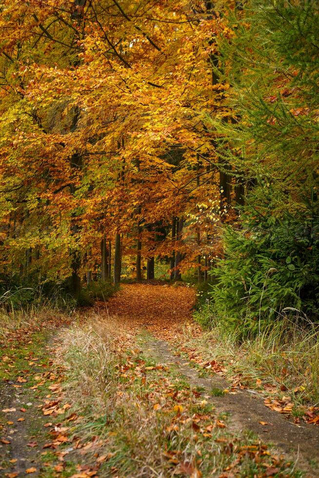 autunno alberi nel parco foto