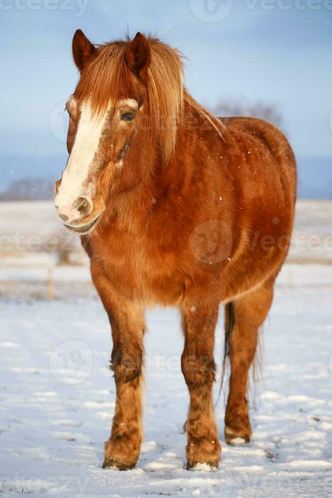 cavallo nel neve su un' freddo inverno giorno. foto