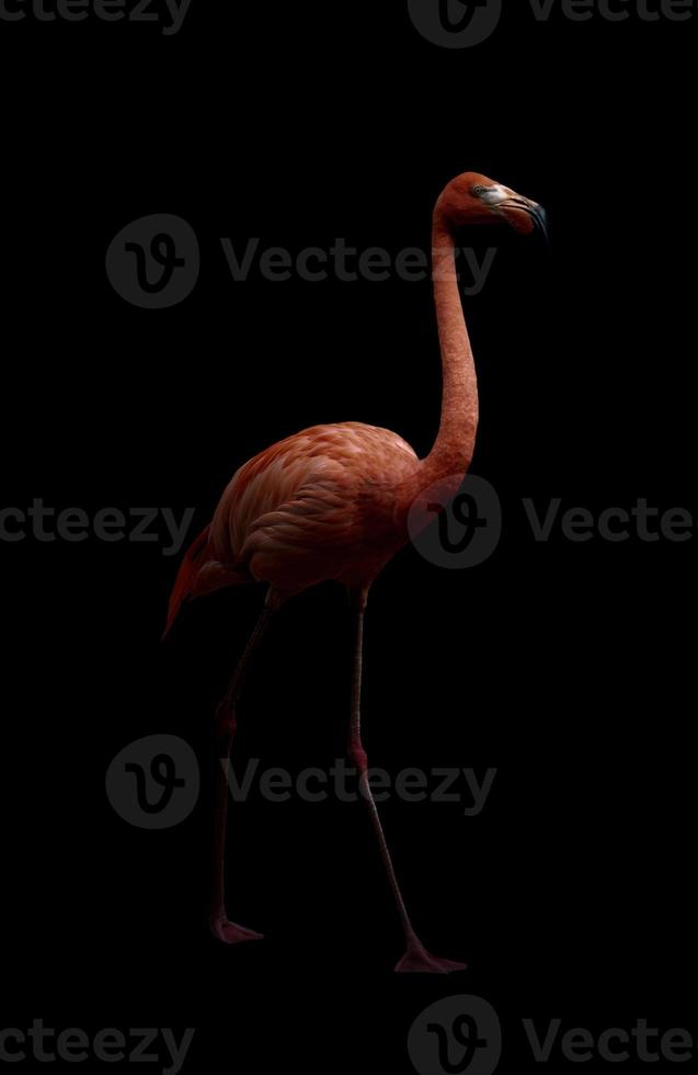 uccello fenicottero americano in sfondo scuro foto