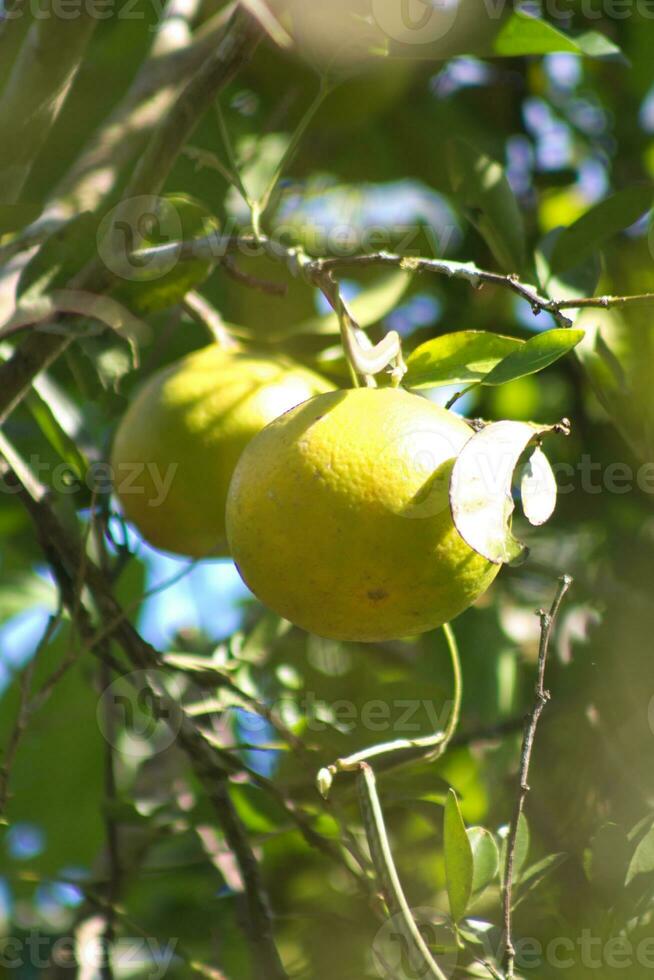 mandarino frutta su albero con verde le foglie 1 foto