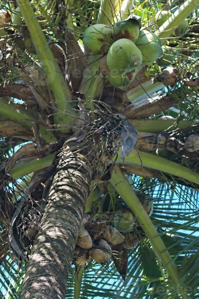 albero di cocco tropicale foto