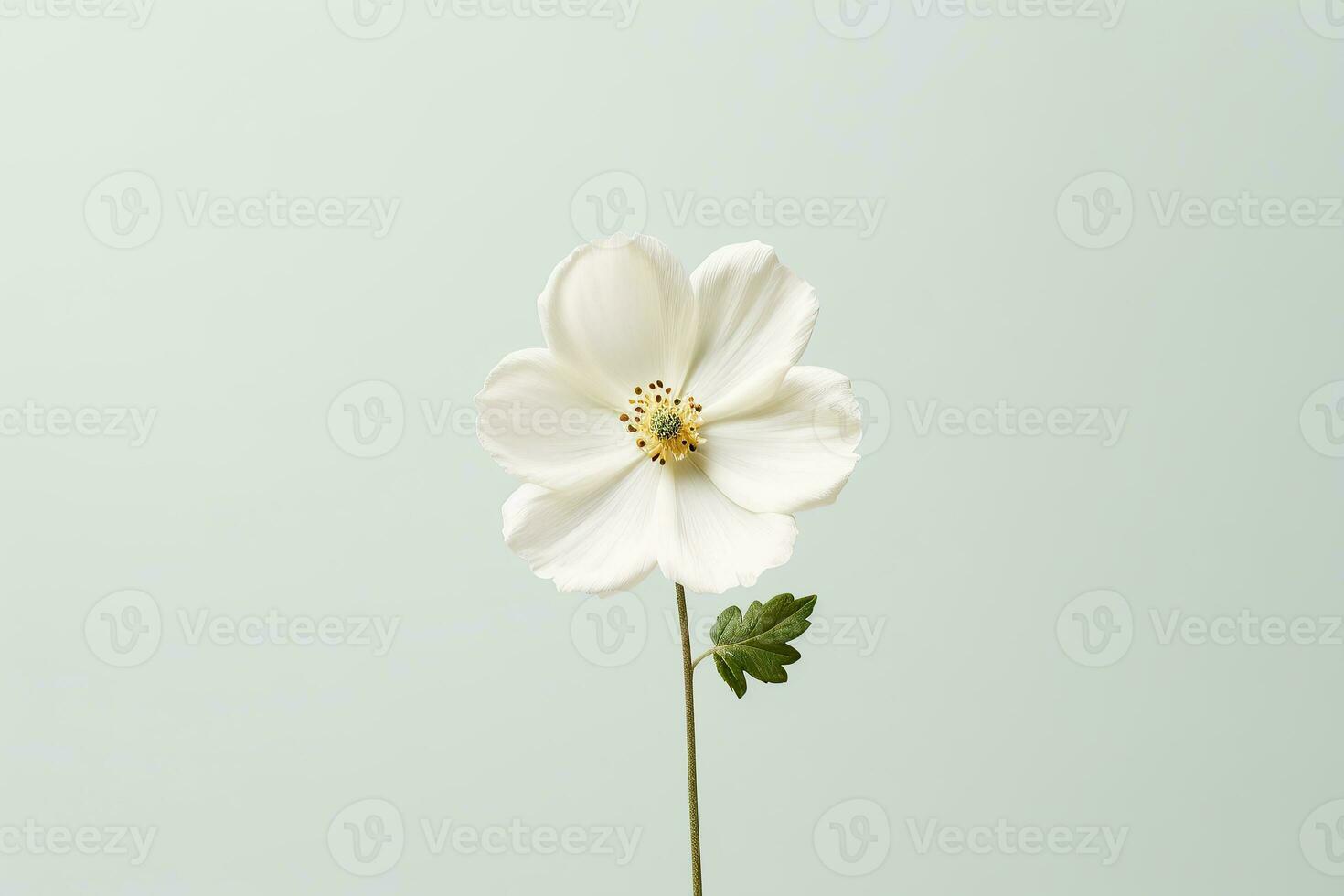 un' singolo bianca fiore su un' pianura sfondo generativo ai foto