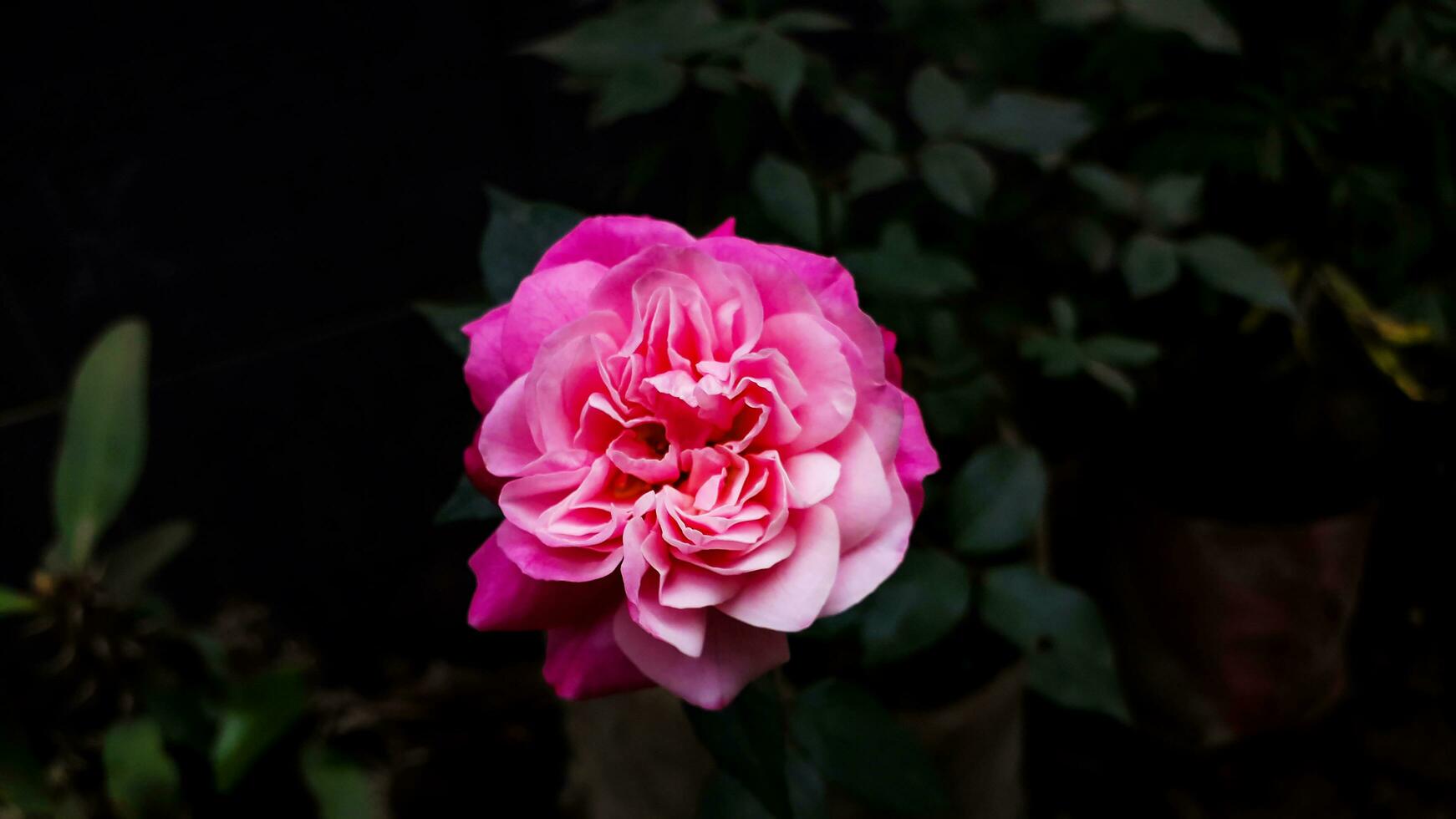 bellissimo rosa colore rosa con nero bacground foto