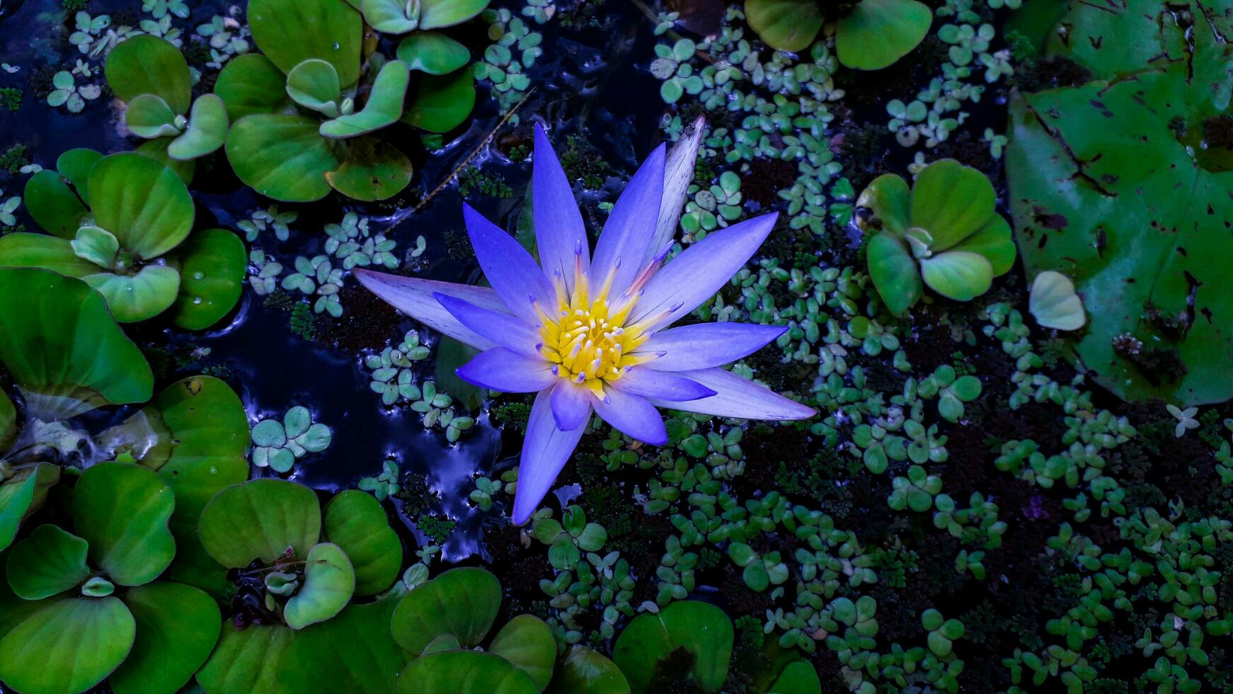 blu colore in crescita acqua giglio con acqua giacinto foto