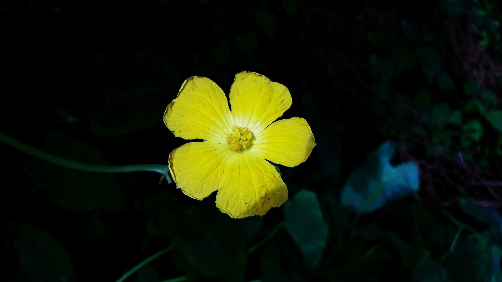 bello giallo colore fiore con sfondo foto