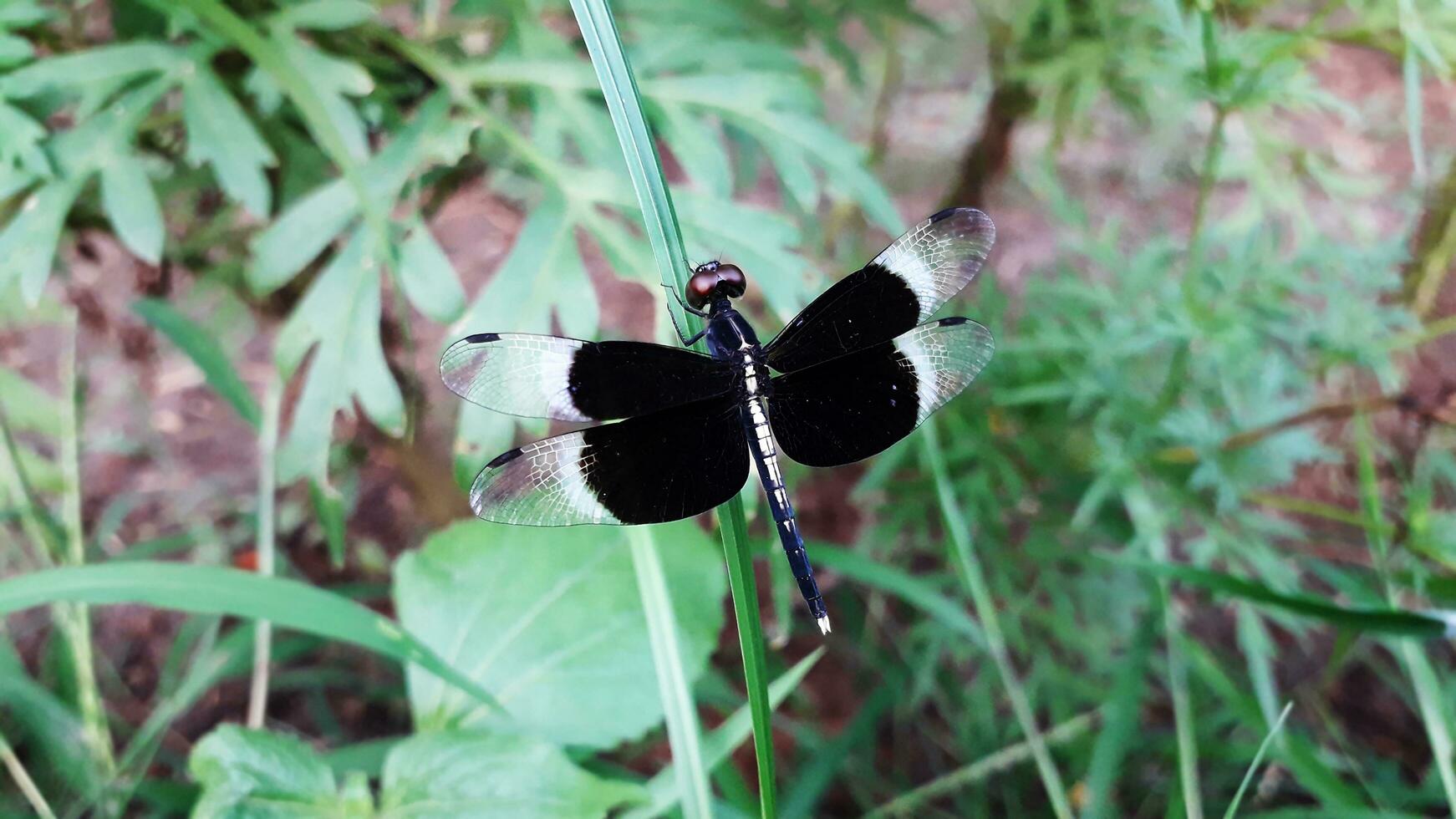 nero e bianca libellula su verde erba foto