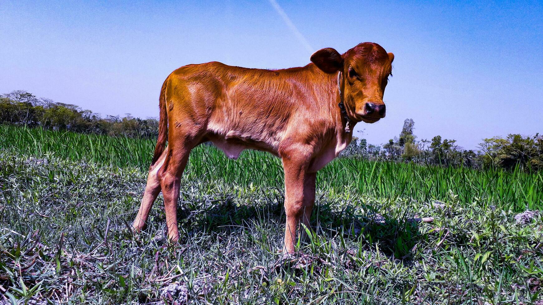 carino rosso mucca vitello nel un' verde campo foto