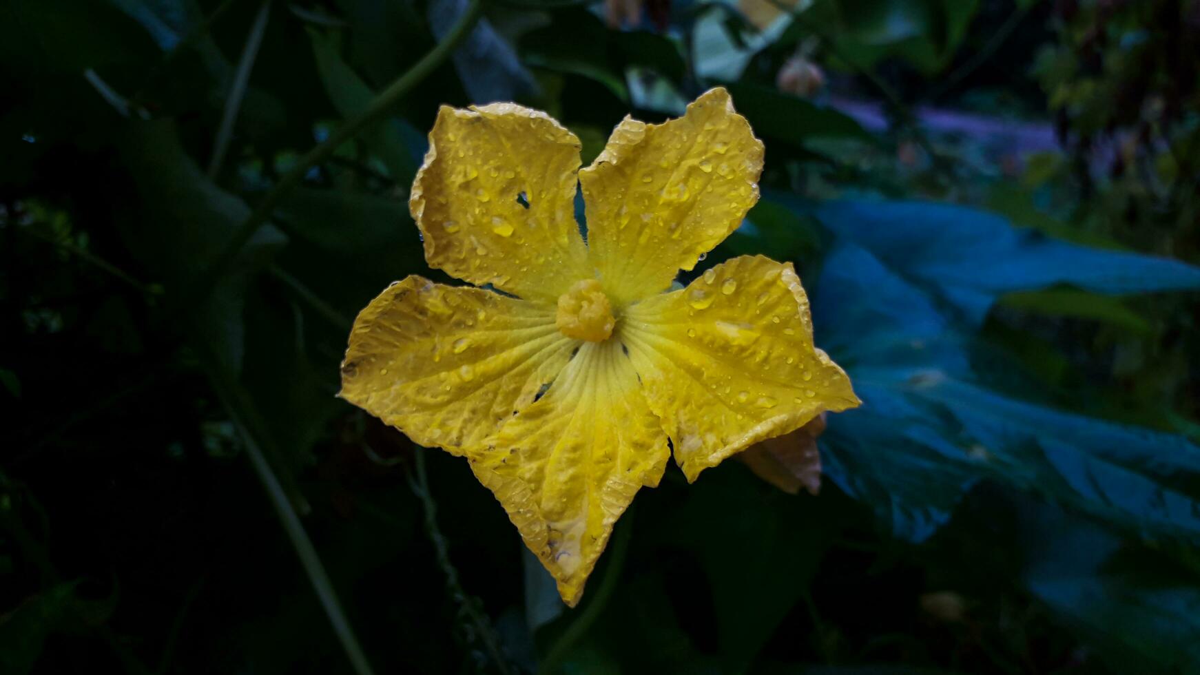 bellissimo giallo colore fiore con pioggia gocce foto