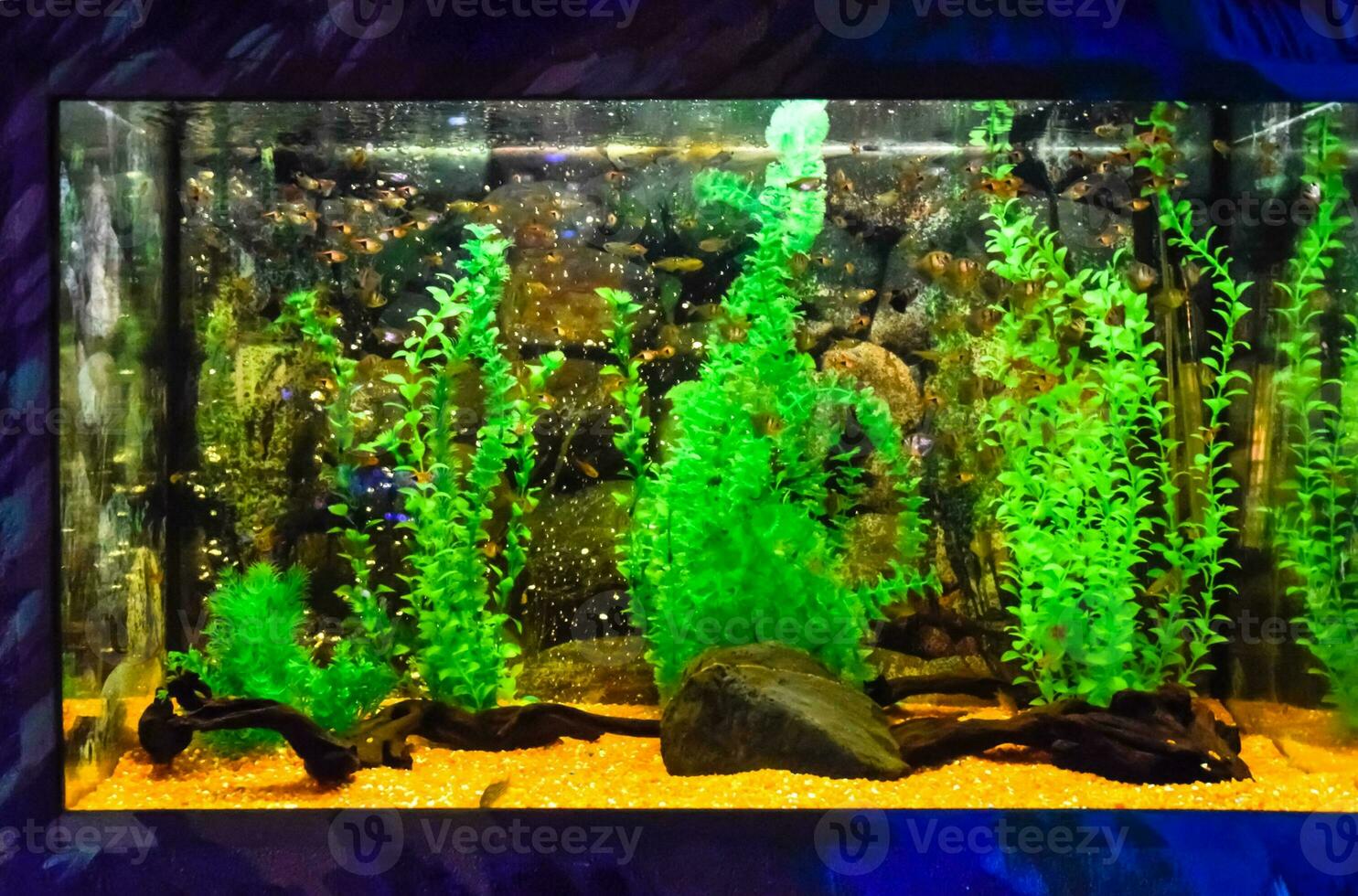 parete montato acquario con tropicale pesce foto