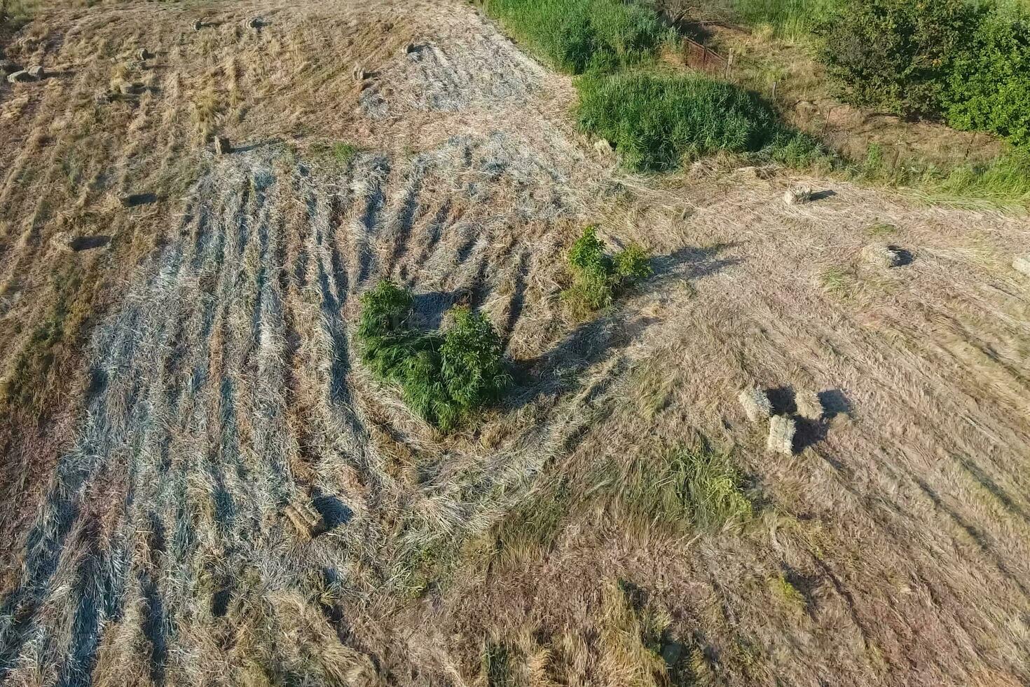 rettangolare balle di fieno su il campo. fieno foto