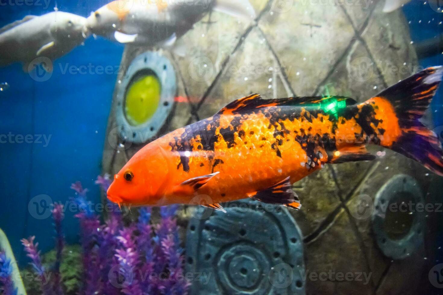 pesce carpa fantasia colorato, pesce koi foto