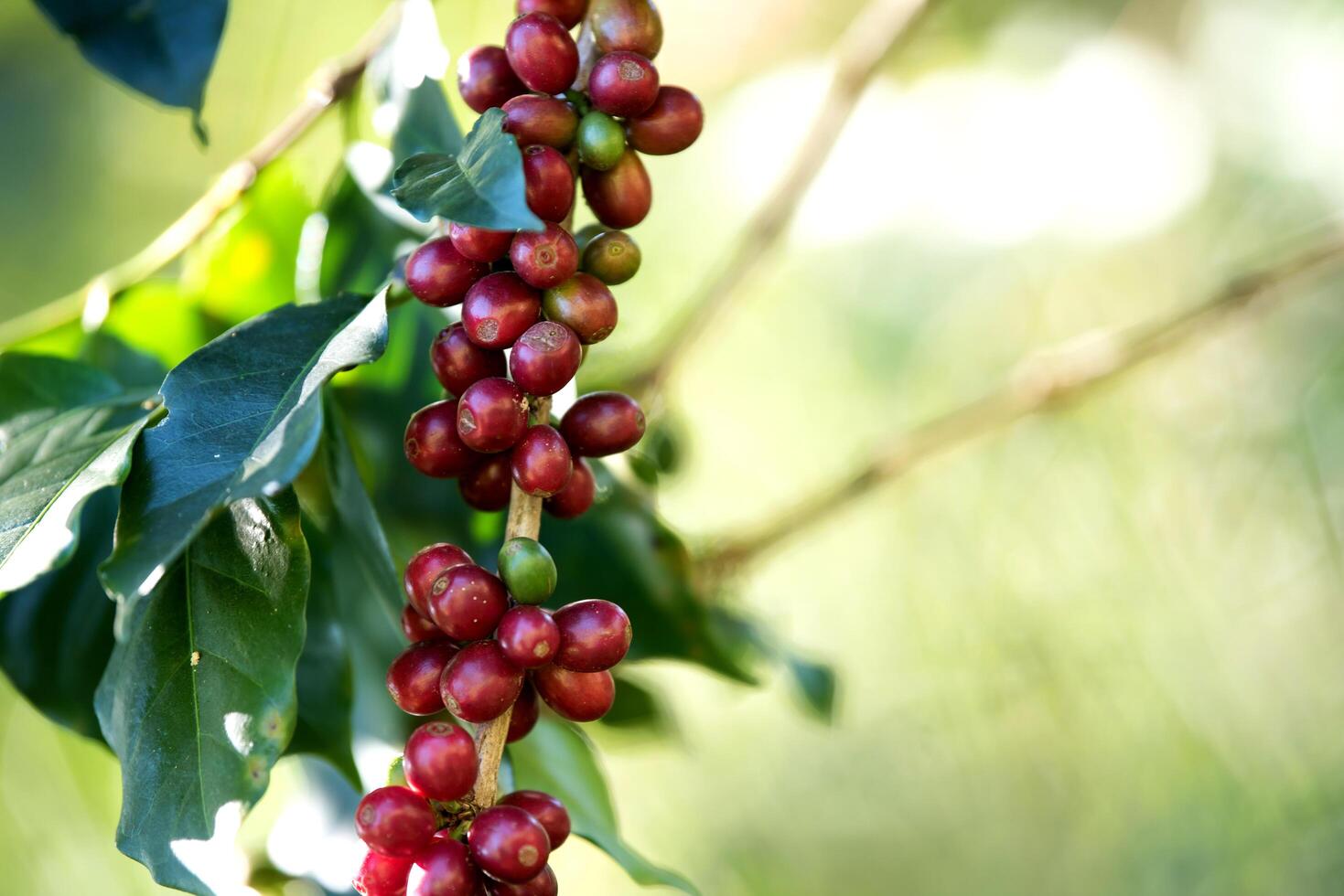 bacca di chicco di caffè che matura nella fattoria del caffè foto