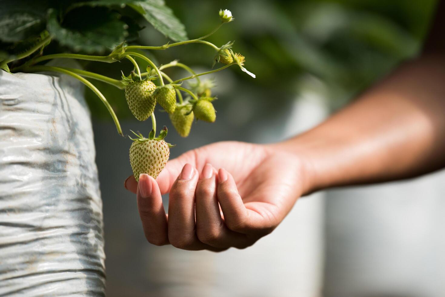 giovane fragola acerba sul suo ramo con pianta a foglia foto