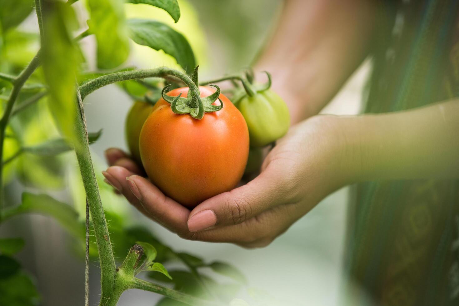 mano femminile che tiene il pomodoro in fattoria biologica foto