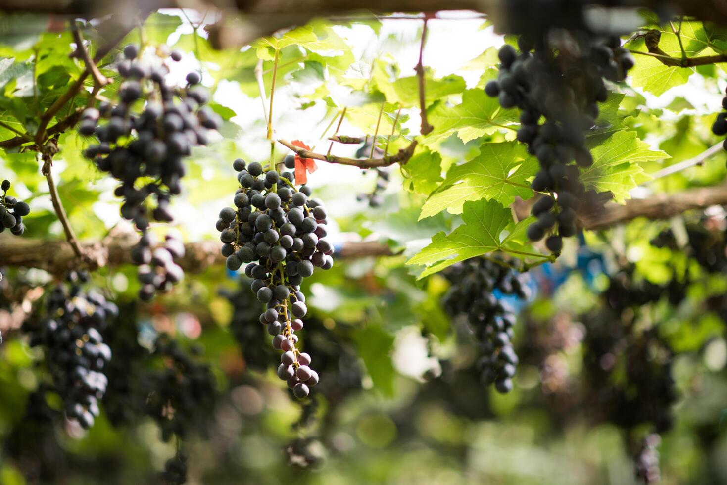 fattoria della vendemmia foto