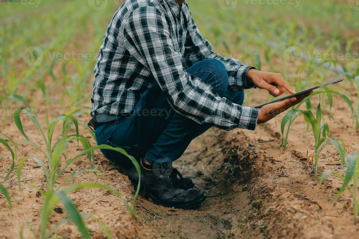 biologico azienda agricola ,lavoratore analisi e raccogliere ambiente dati a partire dal bok choy biologico verdura a serra azienda agricola giardino. foto