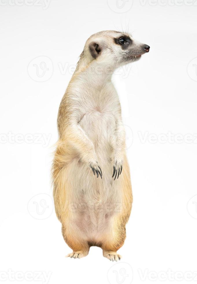 carino meerkat suricata suricatta isolato foto