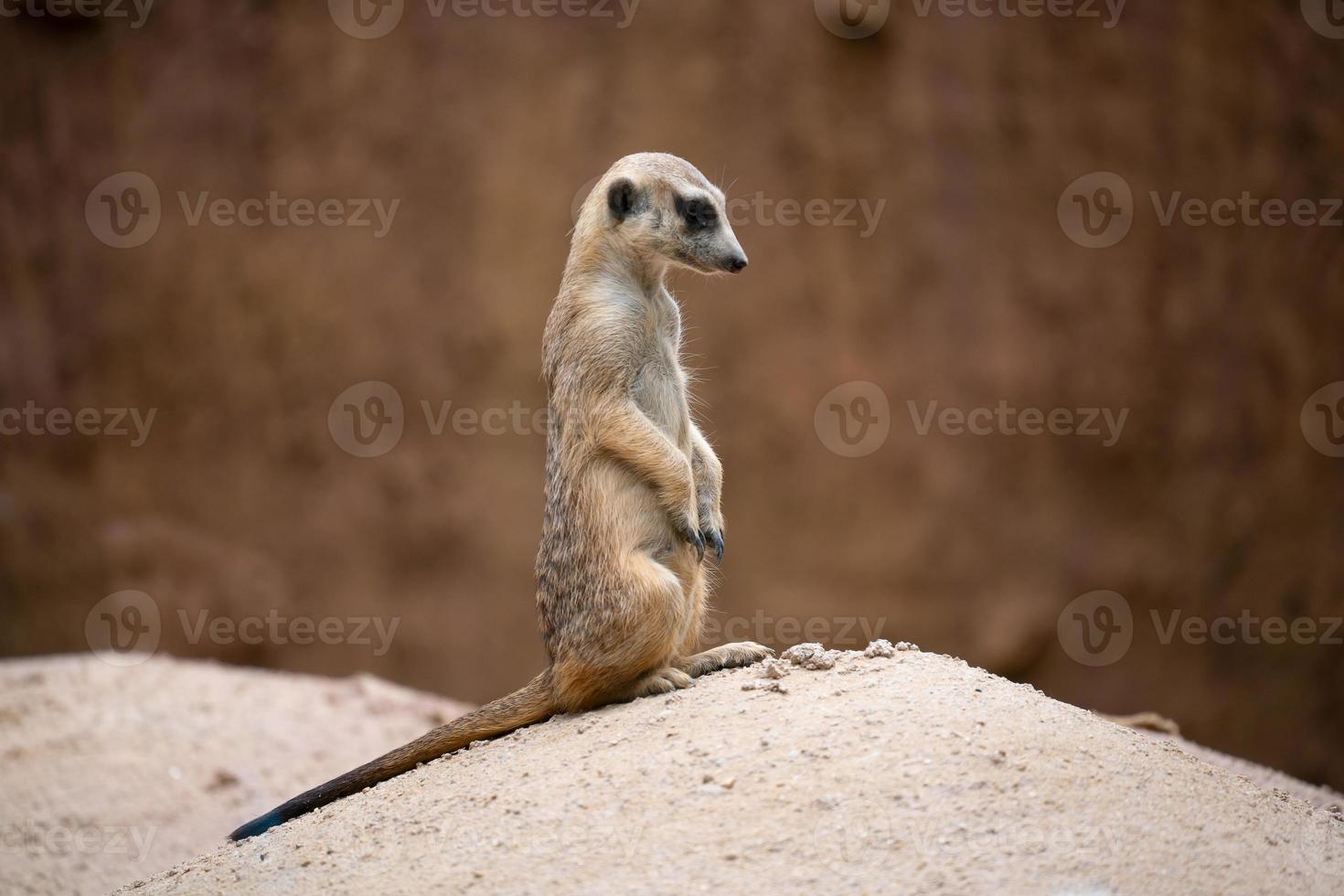 carino suricata suricata suricatta foto