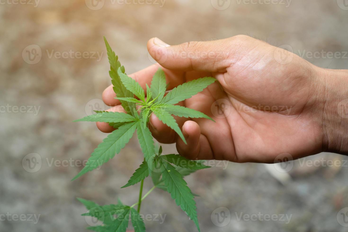 mano che tiene le foglie di marijuana foto