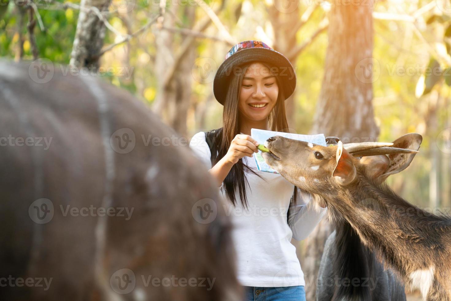 donna che guarda e dà da mangiare a un animale allo zoo foto
