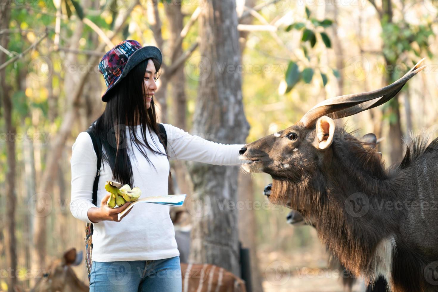 donna che guarda e dà da mangiare a un animale allo zoo foto