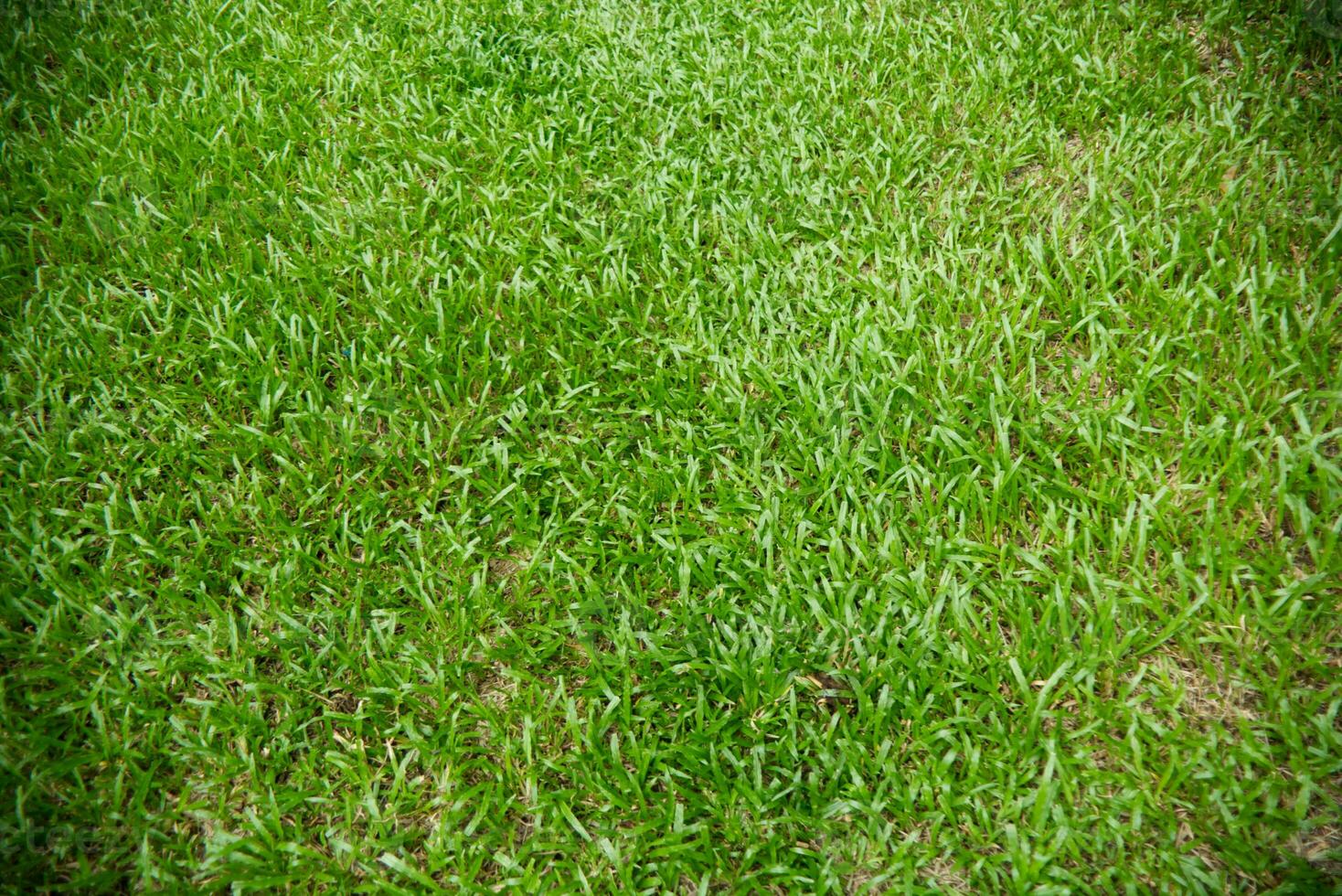 vicino su di verde erba impianti campo sfondo struttura modello foto