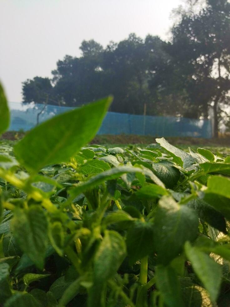 patate siamo adesso essere coltivato attraverso il orizzonte, guardare intorno a, esso sembra piace il rugiada gocce su il accumulato Patata le foglie come il leggero di il verde scoppia. foto