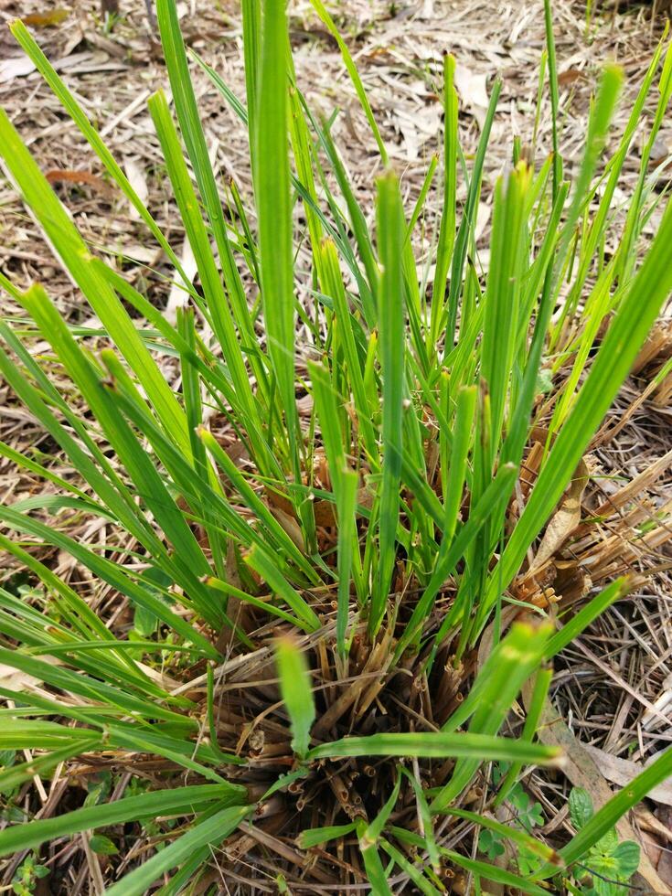 un ambiente perso nel il verde foresta nel il freddo pomeriggio brezza, gandhabena ayurvedico pianta scientifico nome cymbopogon citrato foto