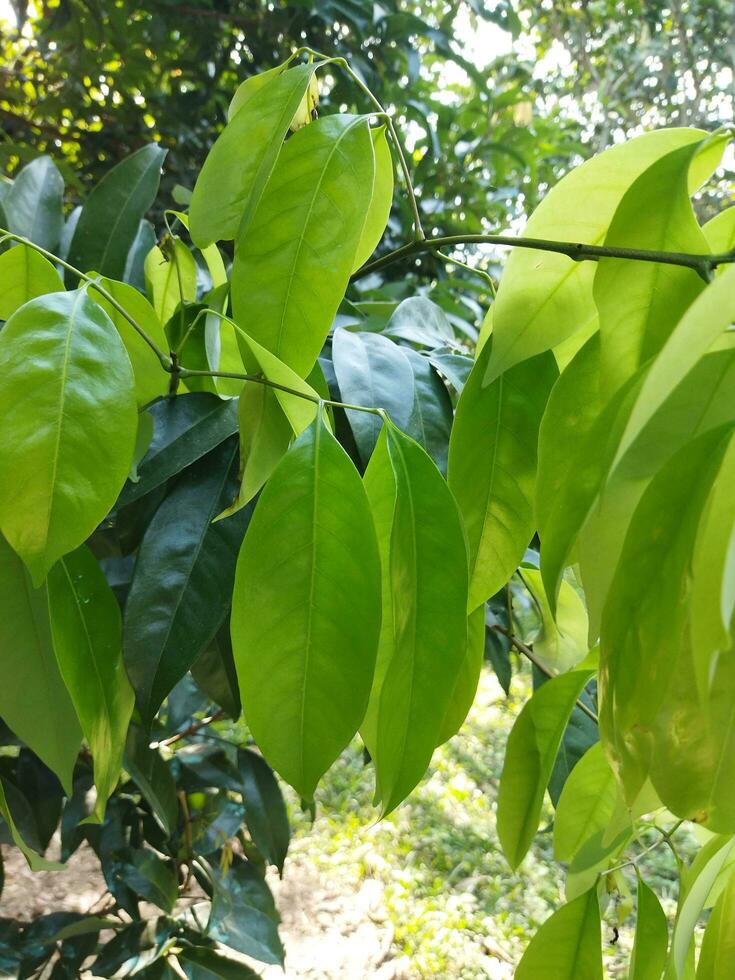 un' nazione esigenze per avere 25 per cento di foresta terra, nostro nazione ha 17 per cento, pianta alberi per Salva il ambiente foto