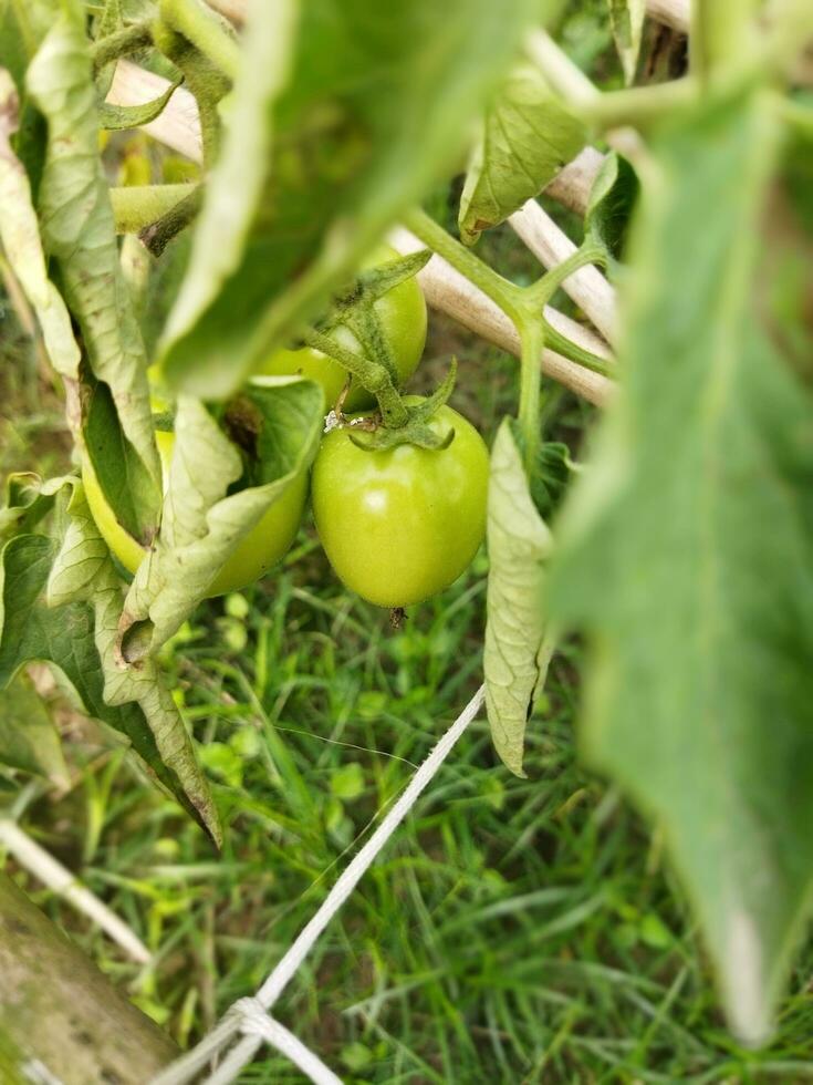 pomodoro è un' molto utile verdura con antiossidanti quello Aiuto impedire cancro. foto