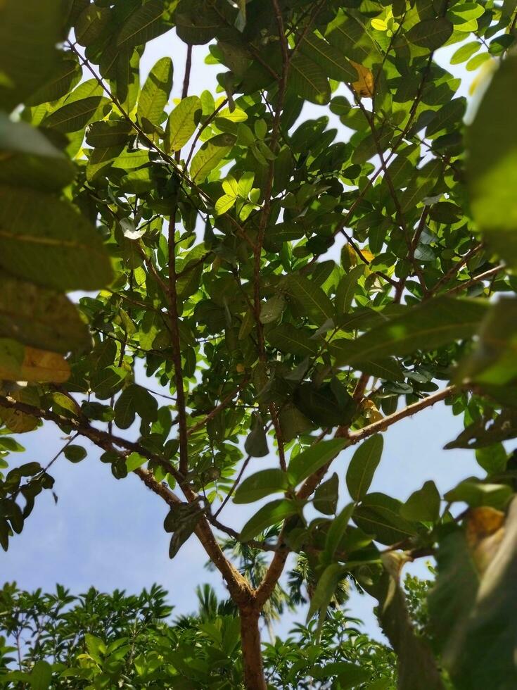 suo scientifico nome è psidiun guajava. Là siamo di 100 specie di guaiava. Questo nativo frutta, pieno di straordinario nutritivo qualità, è spesso cresciuto nel nostro nazione. vario malattie piace diarr foto