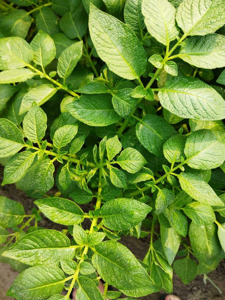 patate siamo adesso essere coltivato attraverso il orizzonte, guardare intorno a, esso sembra piace il rugiada gocce su il accumulato Patata le foglie come il leggero di il verde scoppia. foto