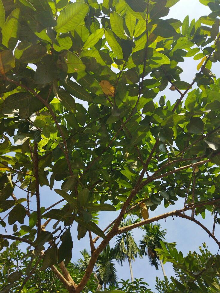 suo scientifico nome è psidiun guajava. Là siamo di 100 specie di guaiava. Questo nativo frutta, pieno di straordinario nutritivo qualità, è spesso cresciuto nel nostro nazione. vario malattie piace diarr foto