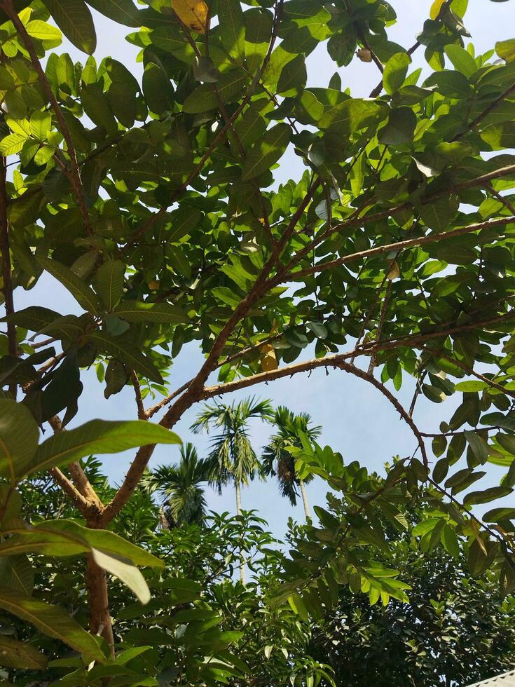 suo scientifico nome è psidiun guajava. Là siamo di 100 specie di guaiava. Questo nativo frutta, pieno di straordinario nutritivo qualità, è spesso cresciuto nel nostro nazione. vario malattie piace diarr foto