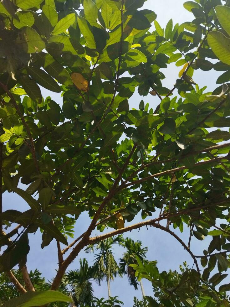 suo scientifico nome è psidiun guajava. Là siamo di 100 specie di guaiava. Questo nativo frutta, pieno di straordinario nutritivo qualità, è spesso cresciuto nel nostro nazione. vario malattie piace diarr foto