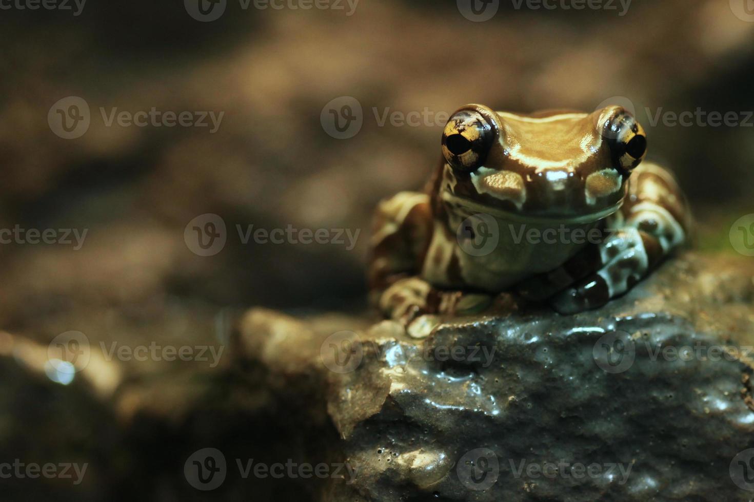 una rana del latte amazzonica seduta su una roccia foto