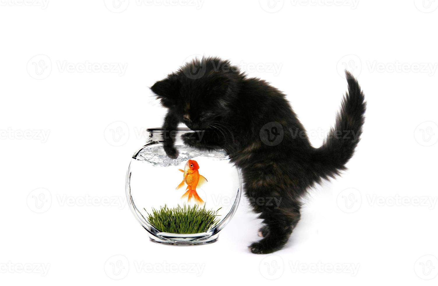 gattino nero che pesca foto
