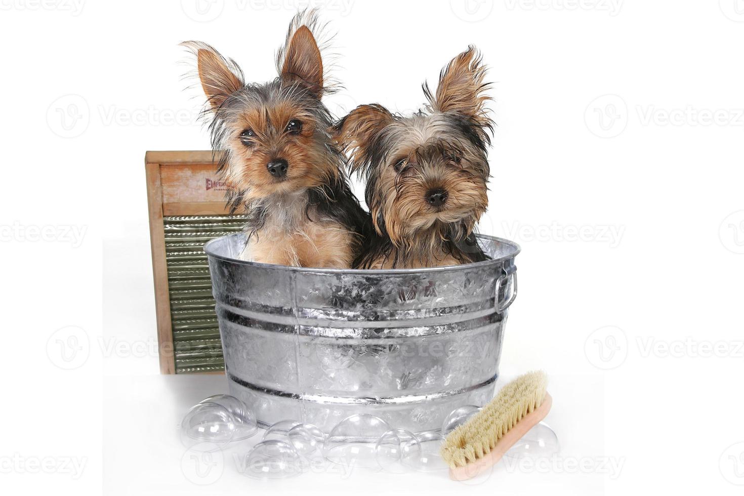 tazza da tè yorkshire terrier sul bagno bianco foto