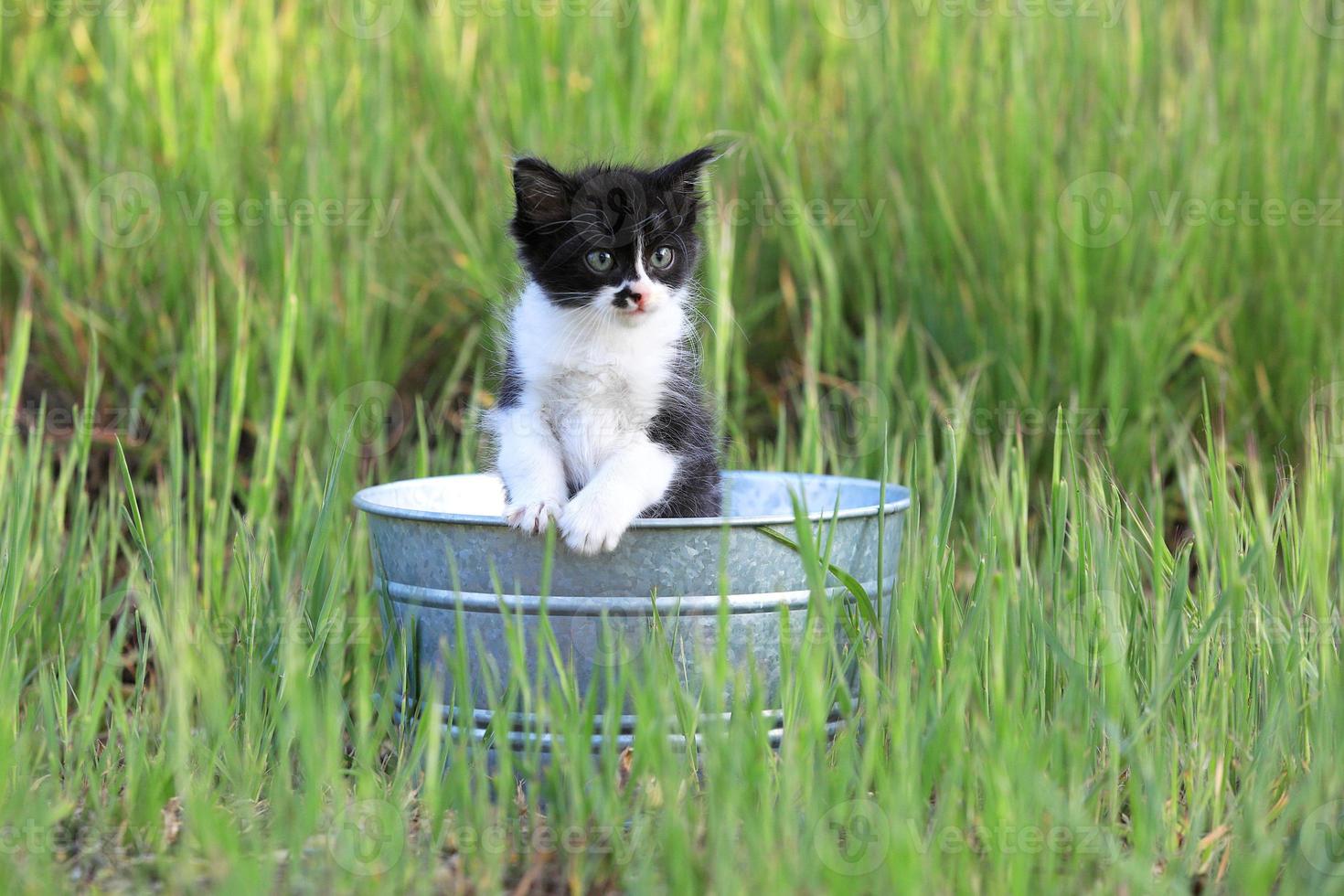 gattino all'aperto nell'erba alta verde in una giornata di sole foto