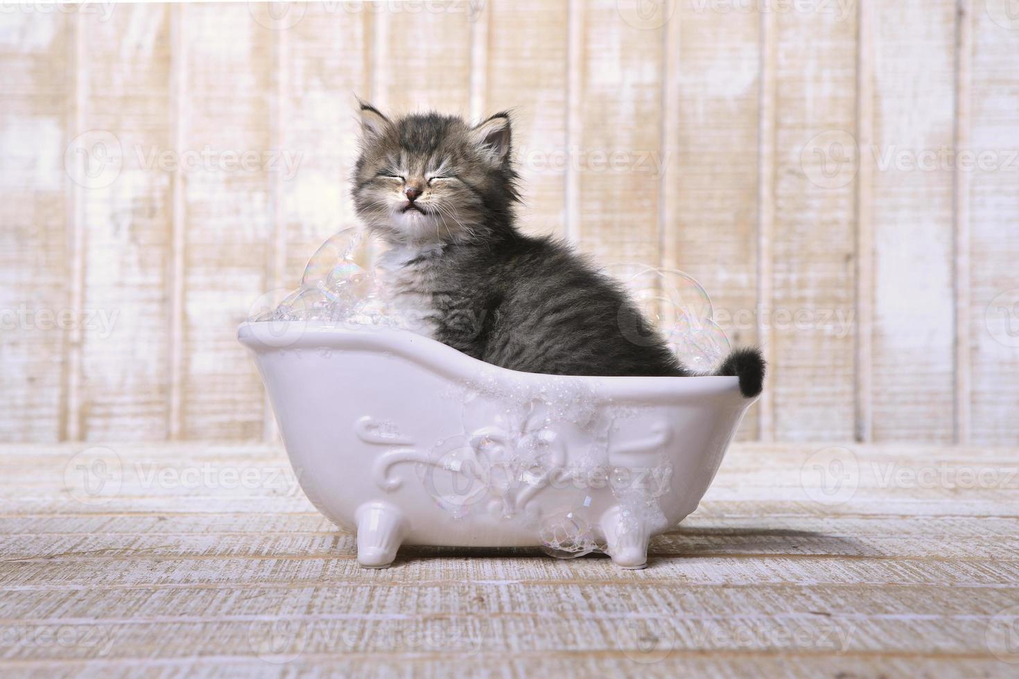 carino adorabile gattino in una vasca da bagno rilassante foto