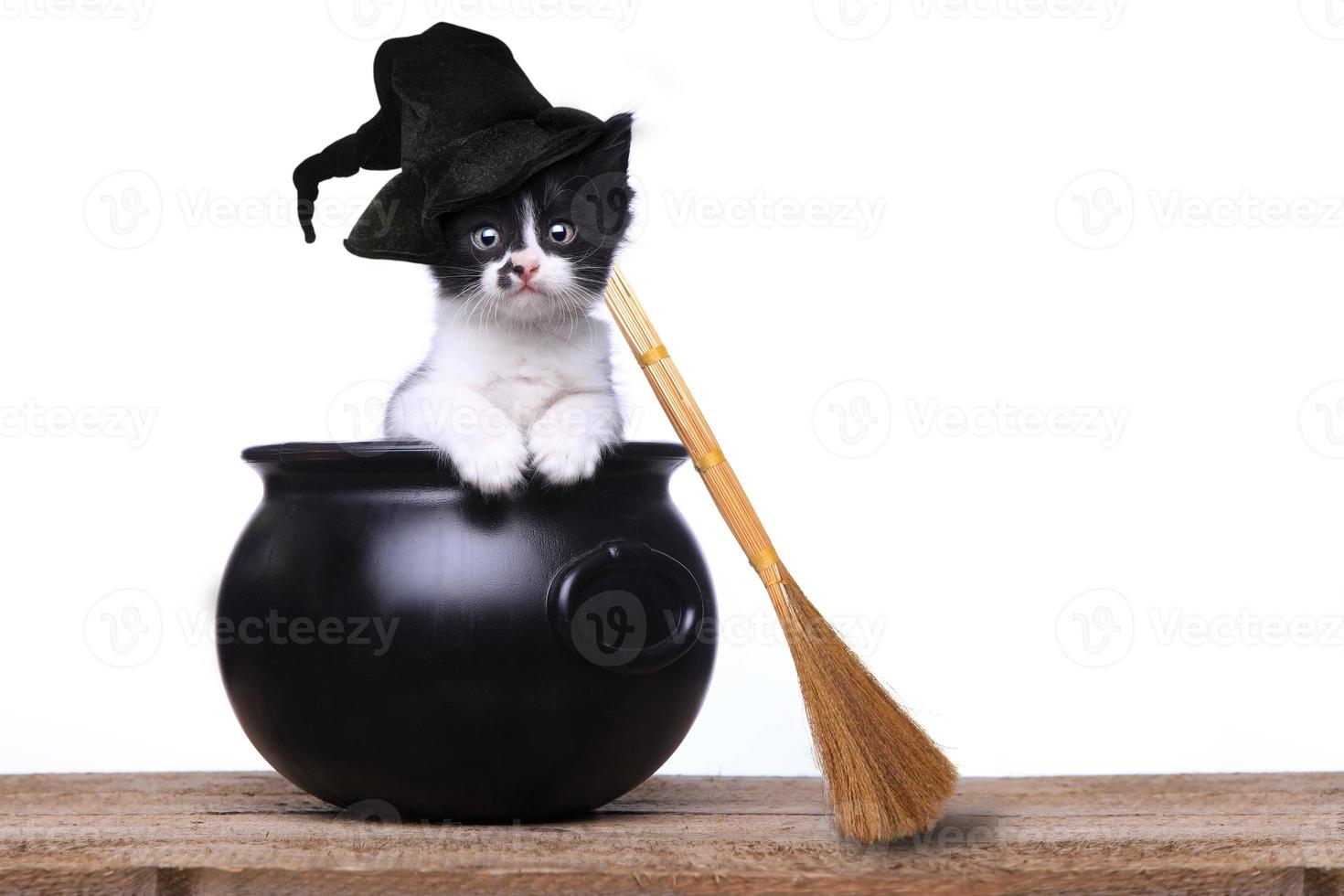 adorabile gattino vestito da strega di halloween con cappello e scopa nel calderone foto