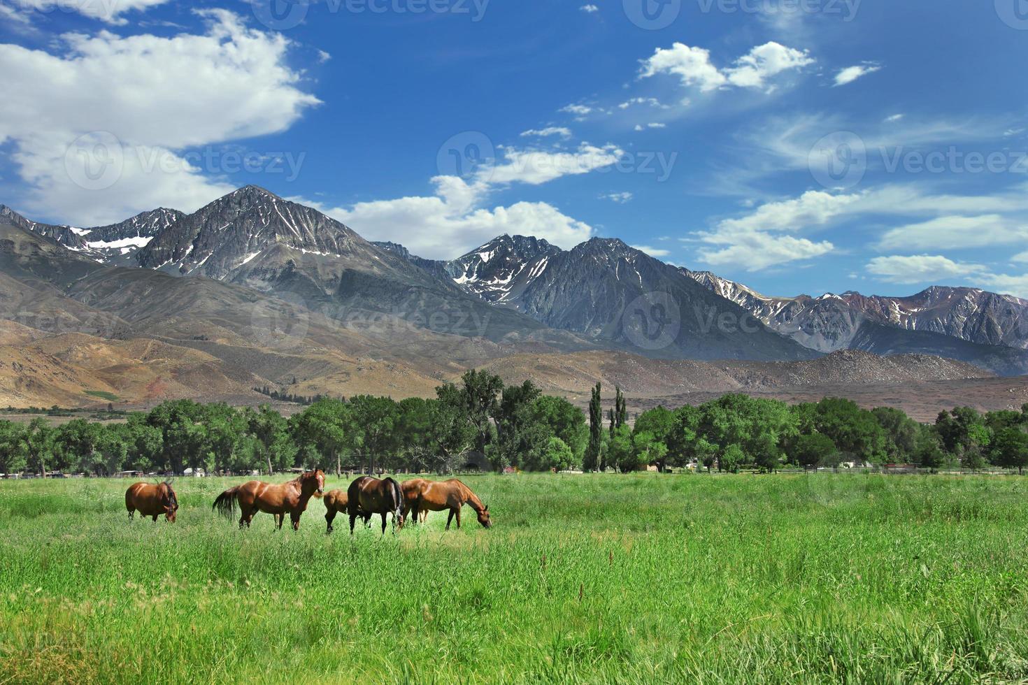 cavalli marroni al pascolo nei prati di montagna foto