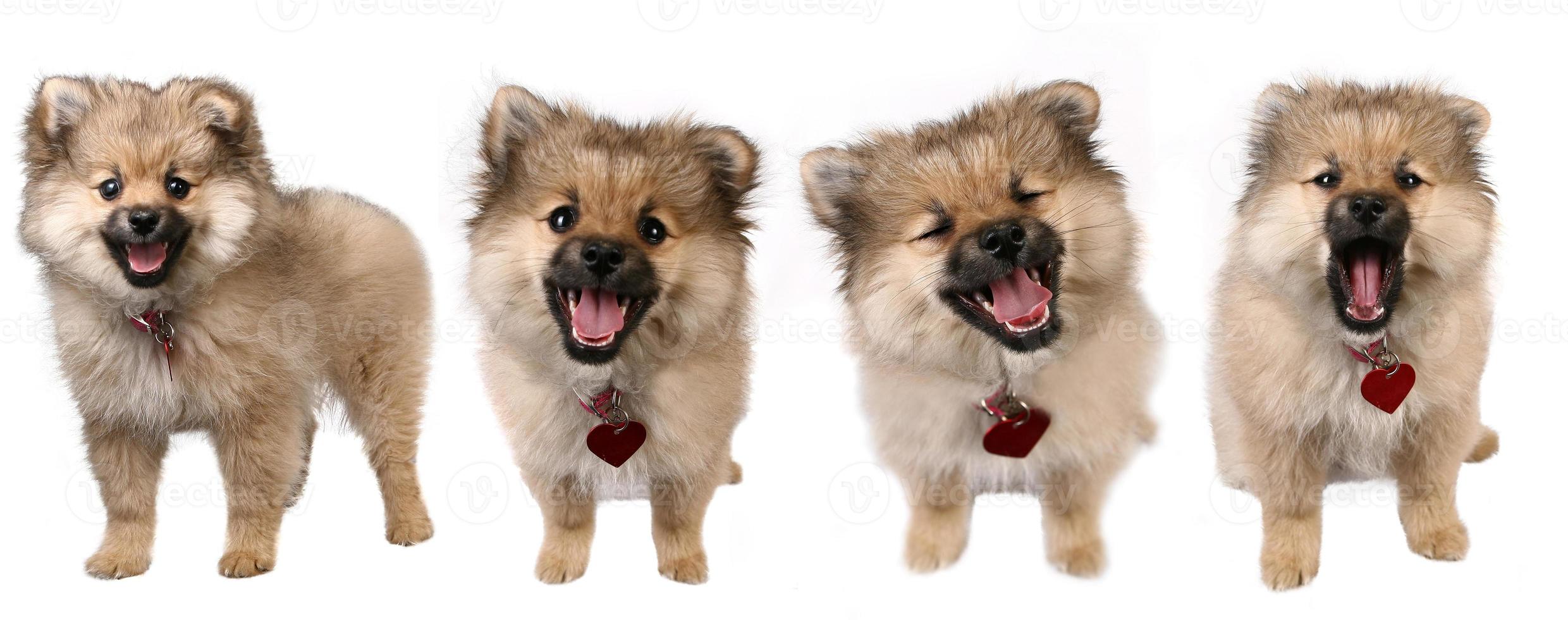 4 pose di un simpatico cucciolo di Pomerania foto