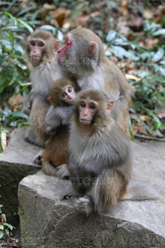 scimmie rhesus selvatiche che vivono nel parco nazionale di zhangjiajie in Cina foto