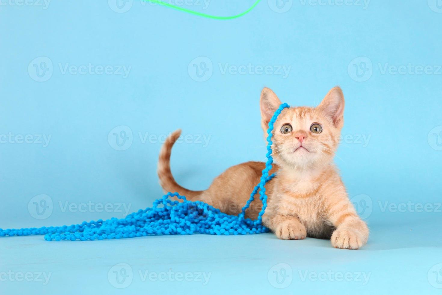 gattino tabby arancione in studio foto