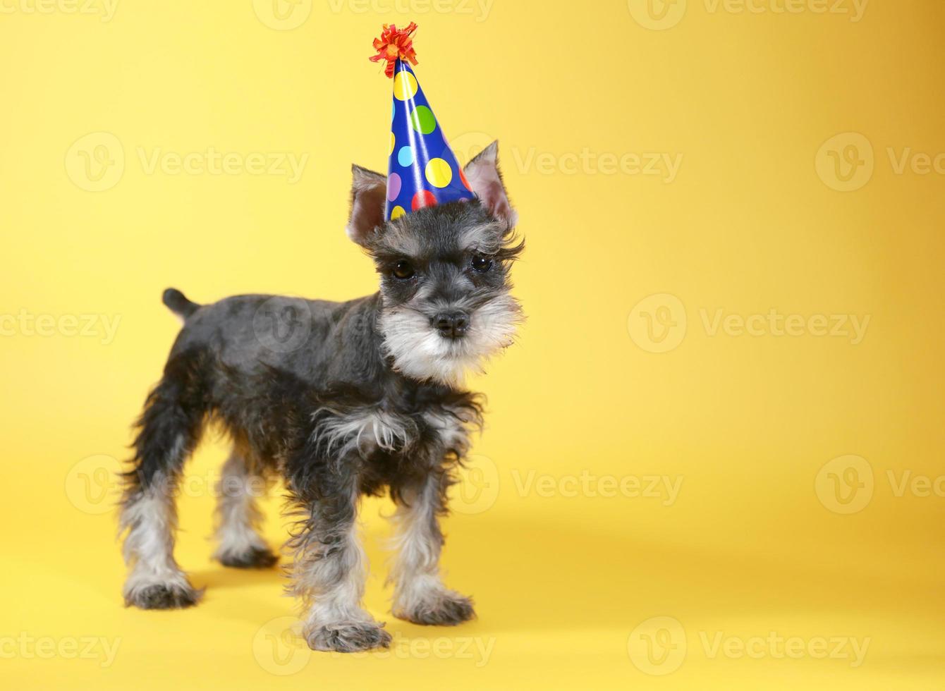 piccolo cucciolo di cane schnauzer in miniatura foto