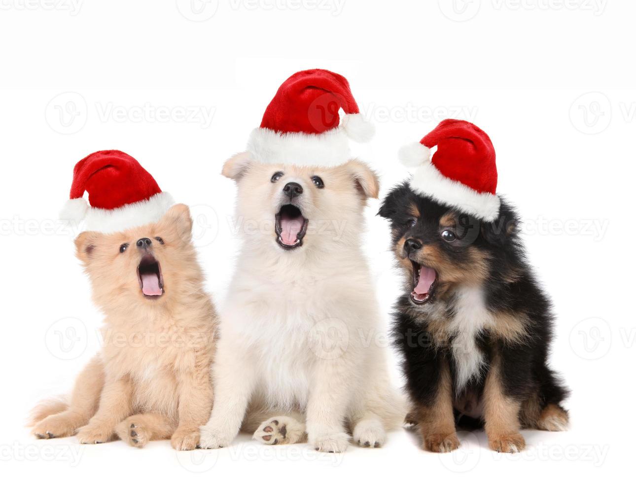 cuccioli di natale che indossano cappelli di babbo natale e cantano foto