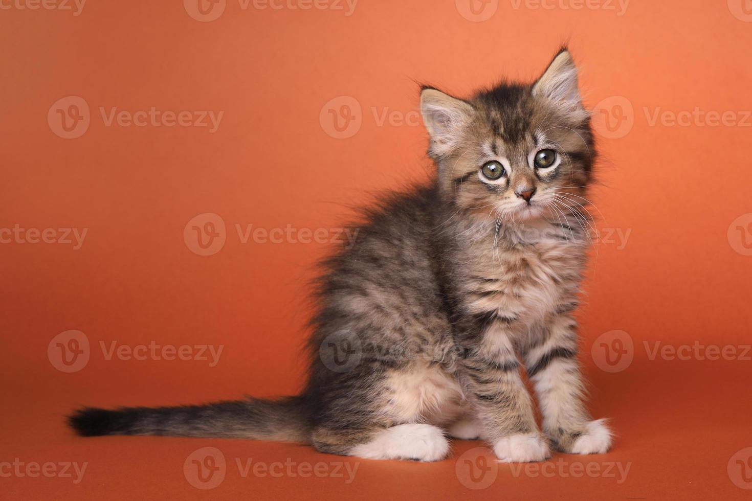 gattino maincoon con grandi occhi foto