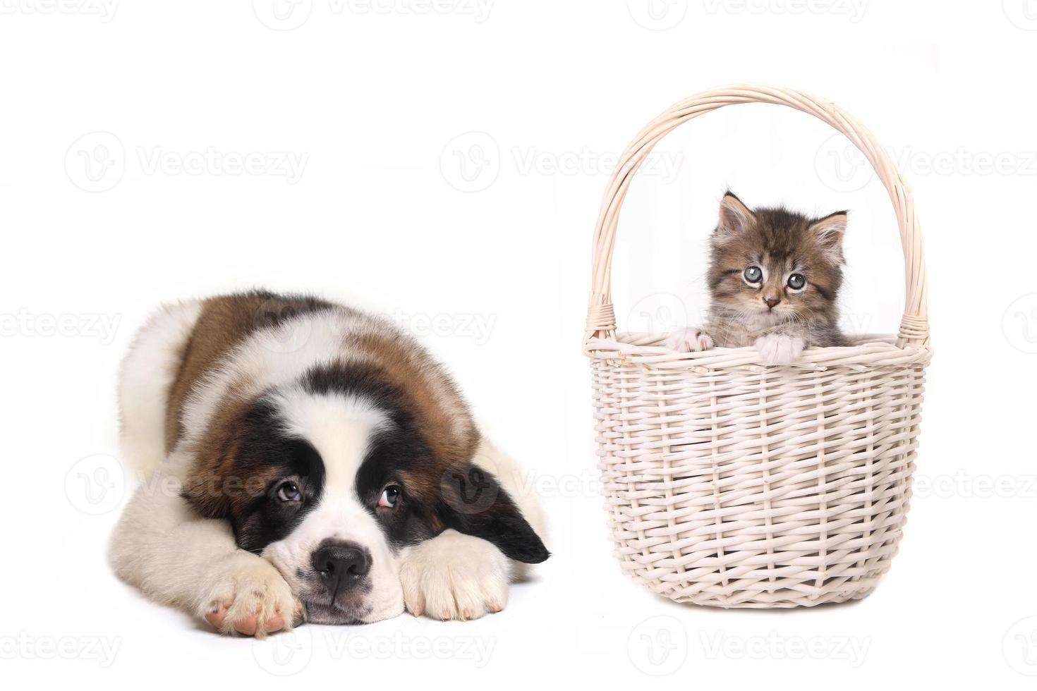simpatico cucciolo di san bernardo che guarda un gattino in un cestino foto